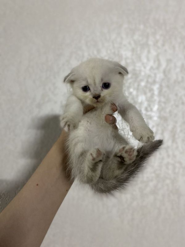 Scottish fold arzon narxlada Scottish fold arzon narxlada