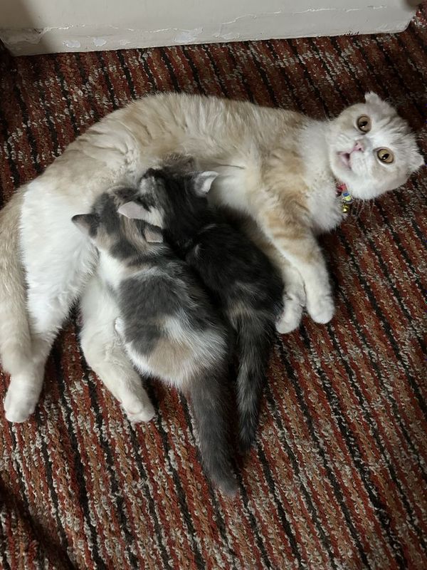 Породистые котята Породистые котята