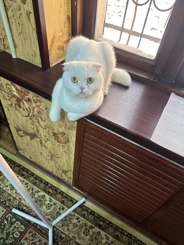 Продаётся кот шотландский вислоухий Продаётся кот шотландский вислоухий