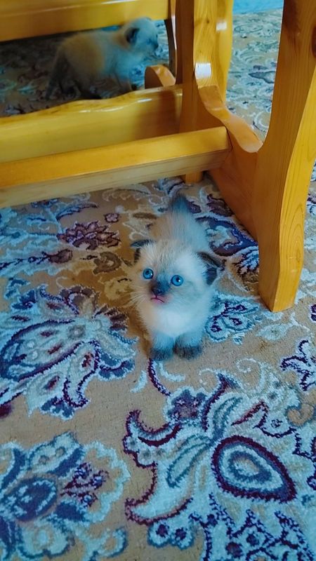 Фолд мушук болари Фолд мушук болари
