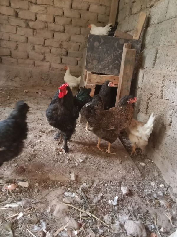 Tovuqlar va Horoz.srochni sotiladi. Tovuqlar va Horoz.srochni sotiladi.