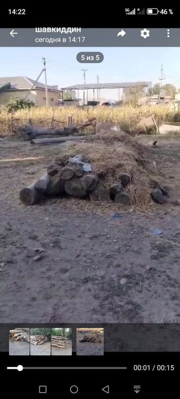 Кук терак дарахтлари. 6 метрдан кесилган 40 дона Кук терак дарахтлари. 6 метрдан кесилган 40 дона