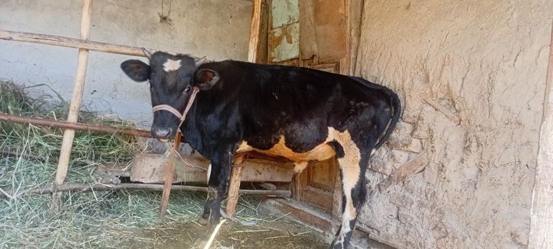 Oq qora Buqa sotiladi