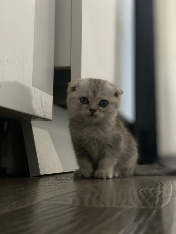 (onasi Scotish fold) (adasi british shorthair)