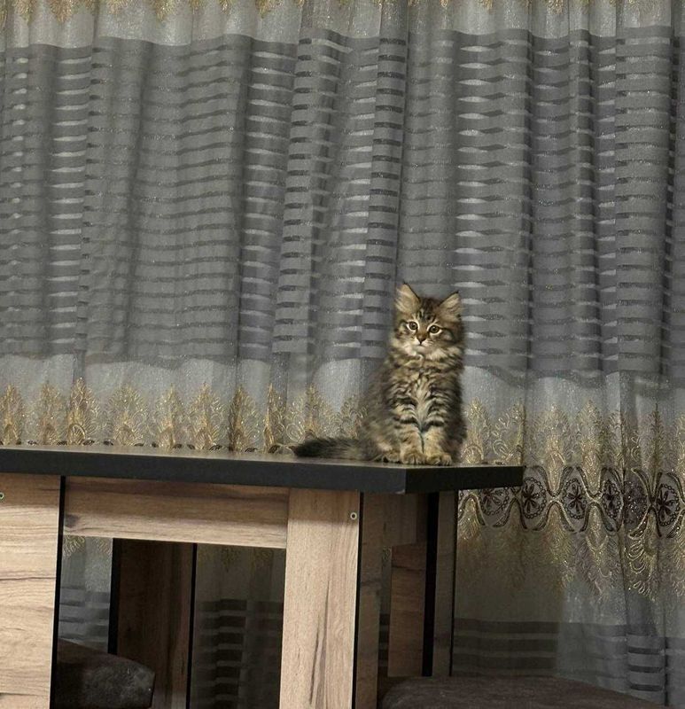 Котята в добрые руки и теплый дом.