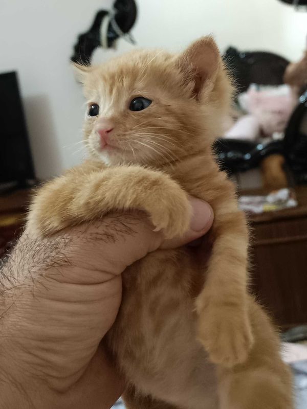 Одам даром котенка Одам даром котенка