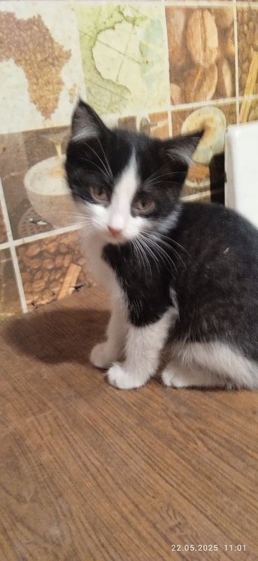 Отдам бесплатно котенка Отдам бесплатно котенка
