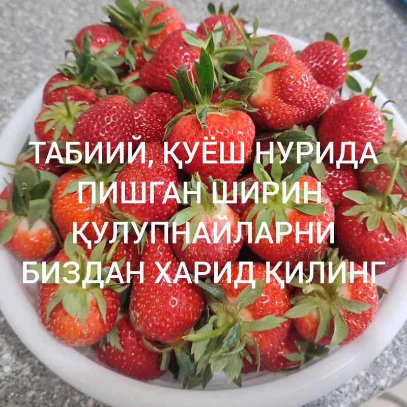 Klubnika Klubnika