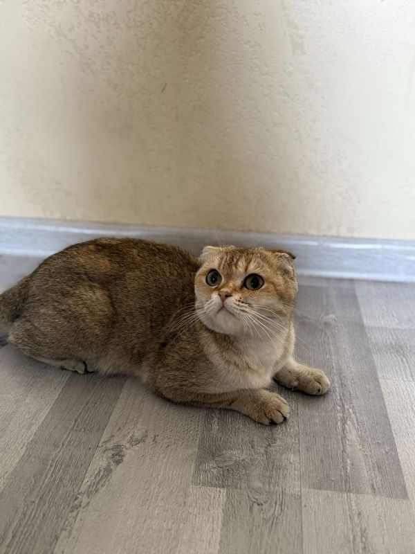 scottish fold zalataya shinshilla