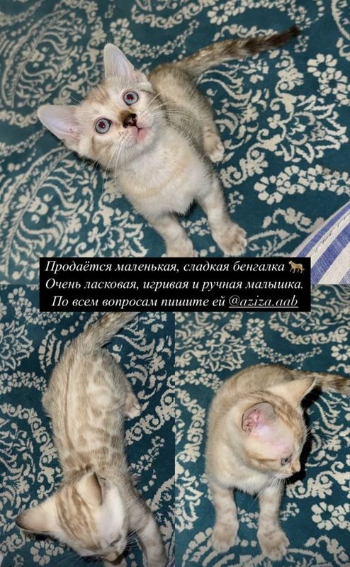 Девочка бенгал чистокровная, редкого окраса. 1,5 месяцев Девочка бенгал чистокровная, редкого окраса. 1,5 месяцев