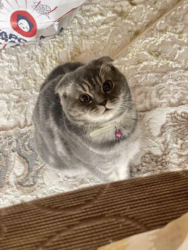 кошка скотиш фолд девочка кошка скотиш фолд девочка