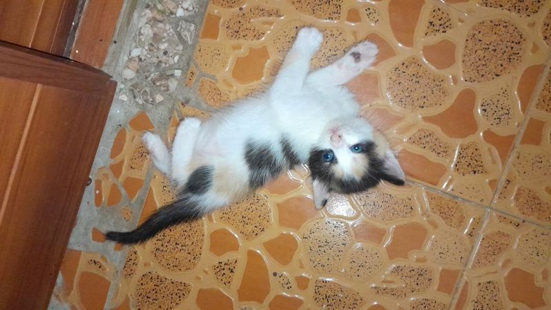 Домашние котята девочки Домашние котята девочки