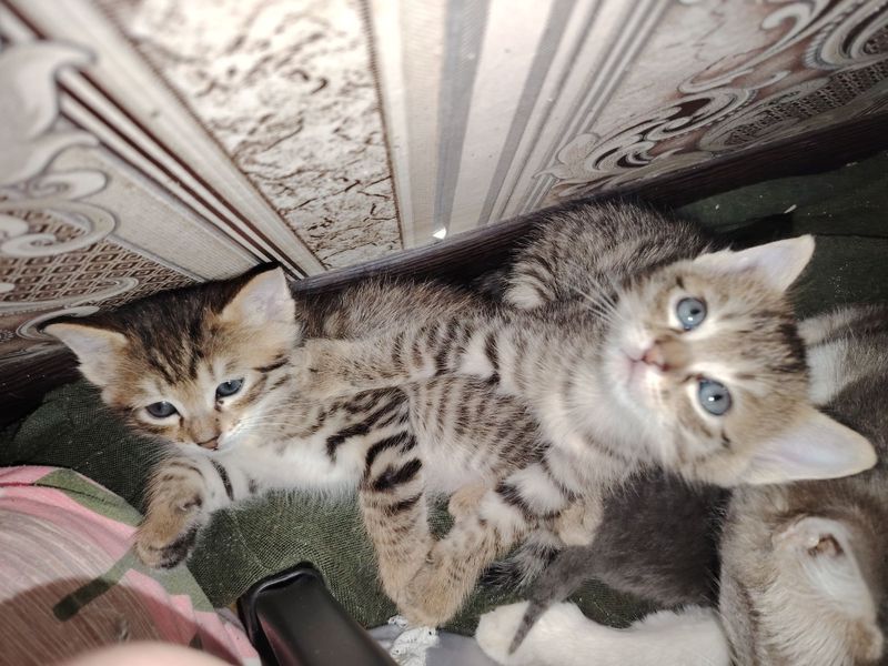 Отдаются котята в хорошие руки. Отдаются котята в хорошие руки.