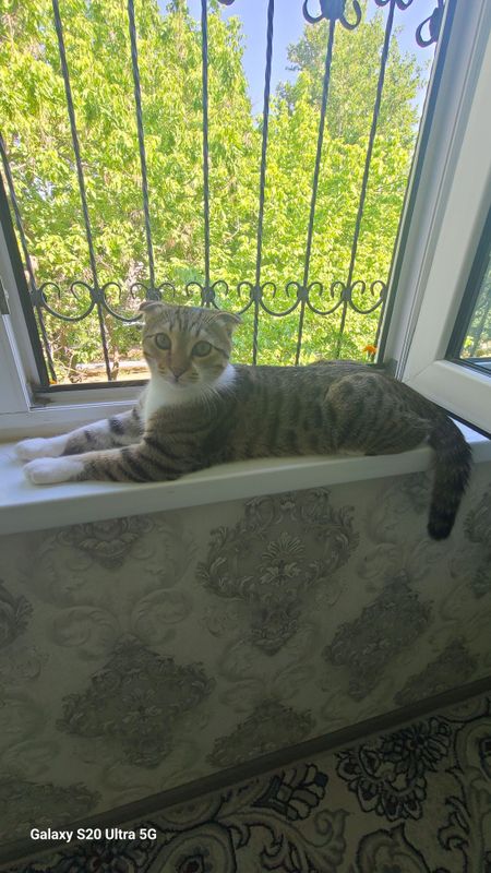 Срочно продаю котёнка Срочно продаю котёнка
