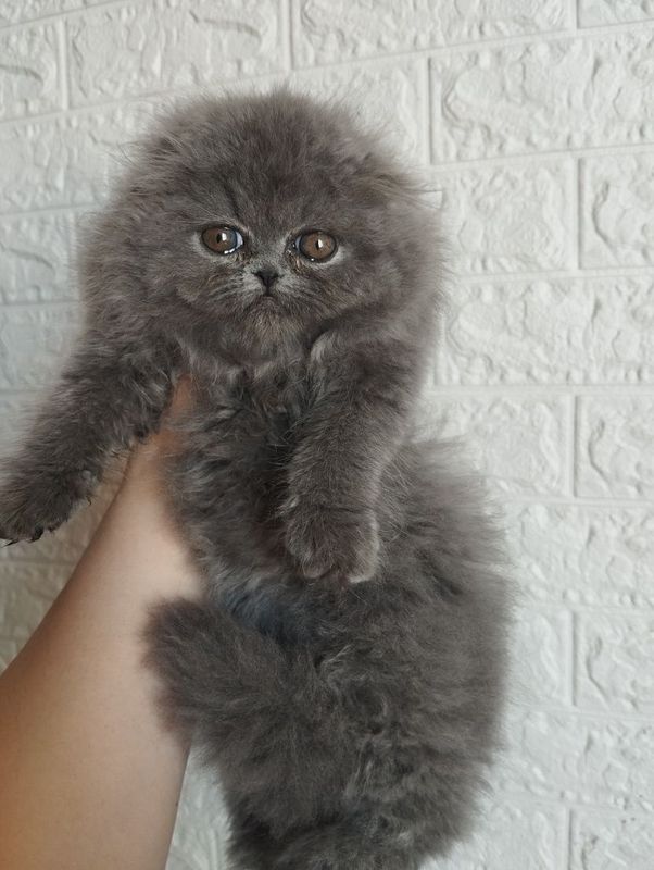 Срочно продам котят Срочно продам котят