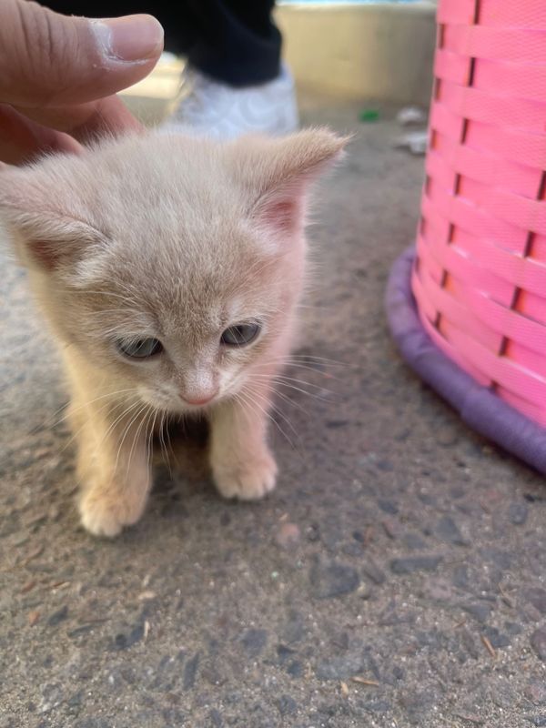 Породистый котёнок Породистый котёнок