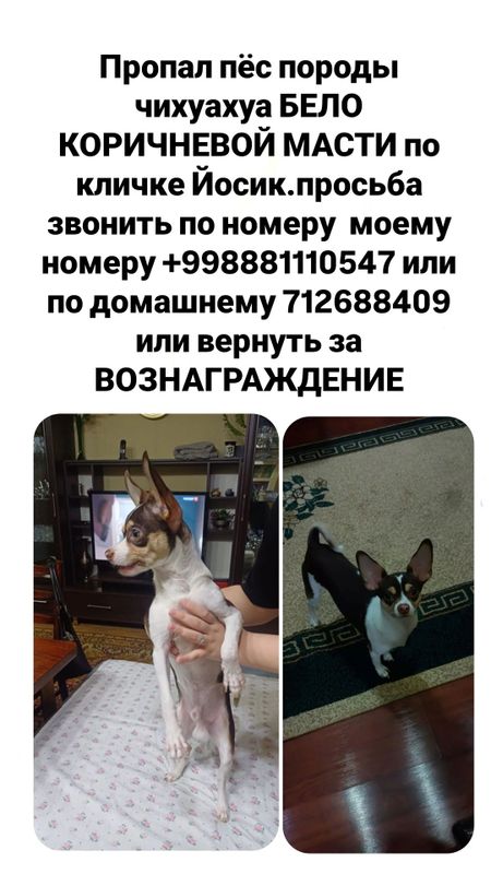 Пропал Пёс по кличке Йосик Пропал Пёс по кличке Йосик