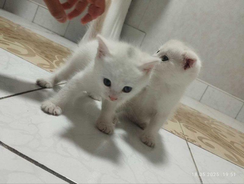 Котята скоттишфолд чистокровные Котята скоттишфолд чистокровные
