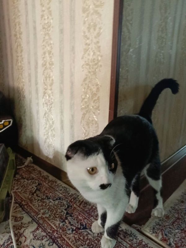 Aqilli mushuk sotiladi zotli