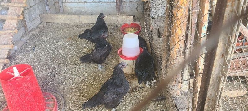 Uxaylul qora noyob tovuqlar