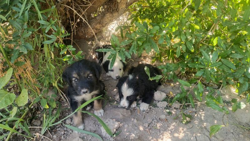 3 it bolalari urg'ochi , erkaki qolmadi. 3 it bolalari urg'ochi , erkaki qolmadi.