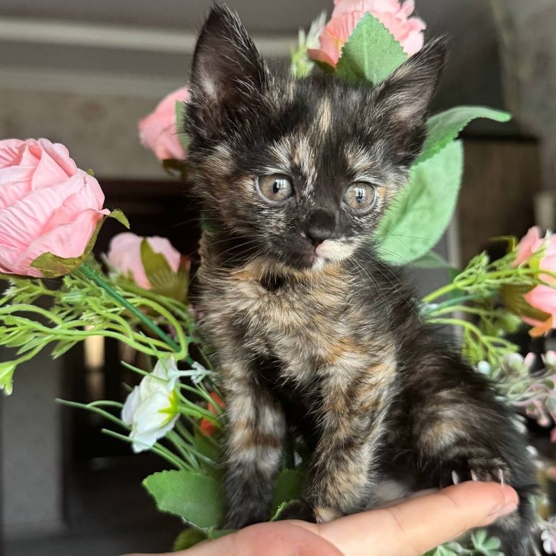 Котенок в добрые руки Котенок в добрые руки