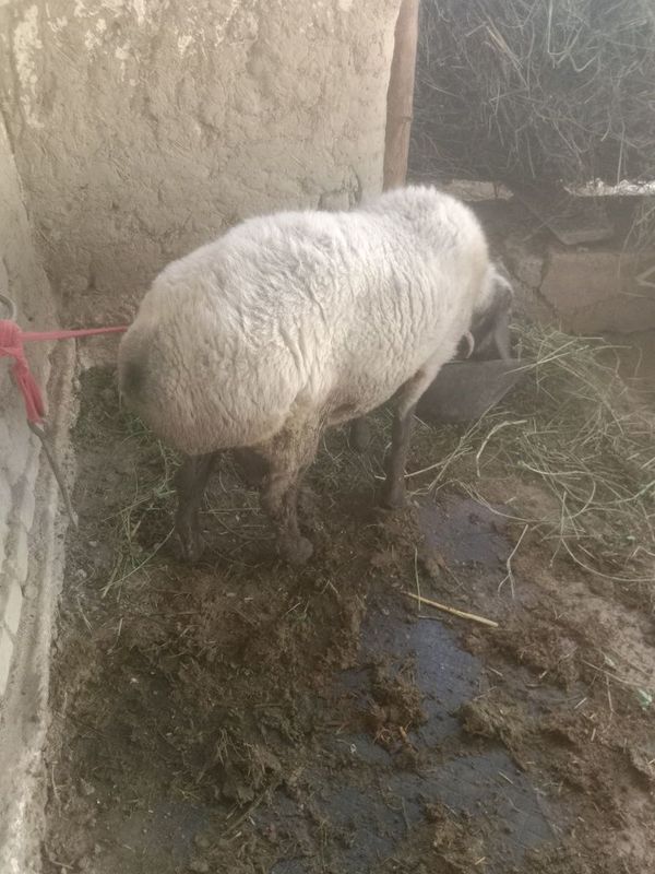 Qóchqor 1 yoshar Qóchqor 1 yoshar