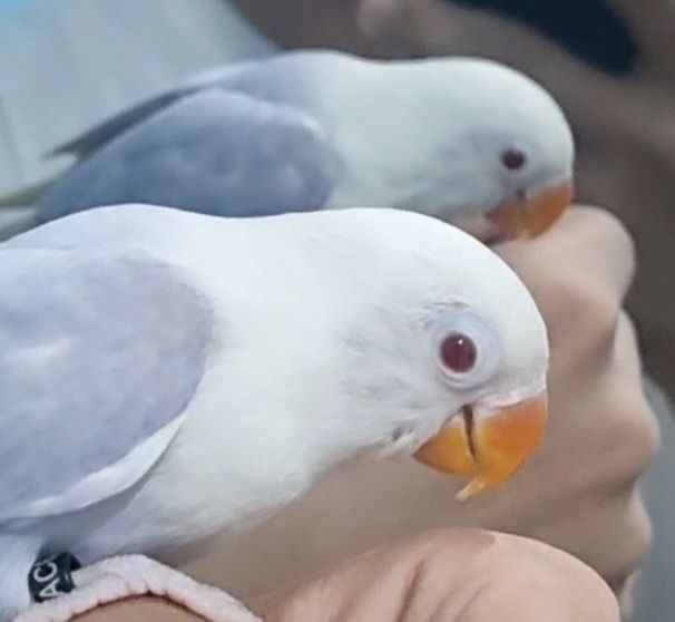 Ручной неразлучник редкого окраса Ручной неразлучник редкого окраса