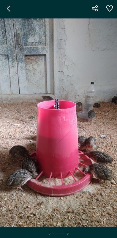 Navoiyda Bedanalar sotiladi tuxum tug'adigan Navoiyda Bedanalar sotiladi tuxum tug'adigan