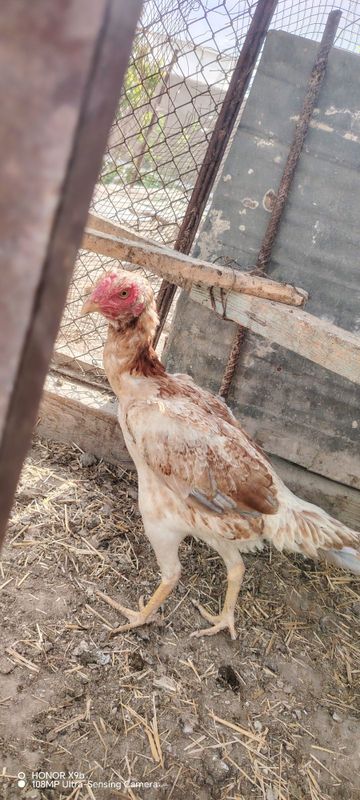 3 ta dakang tovuq va dakang jujalar sotiladi 3 ta dakang tovuq va dakang jujalar sotiladi