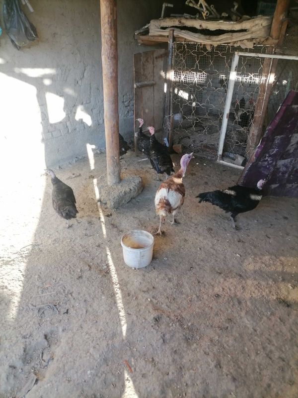 Kurkalar sotiladi Kurkalar sotiladi