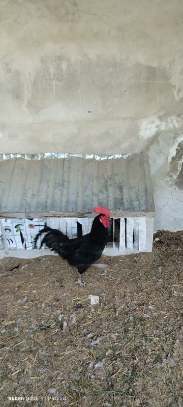 Ху́роз сотилади Кора Шахзода зотдор
