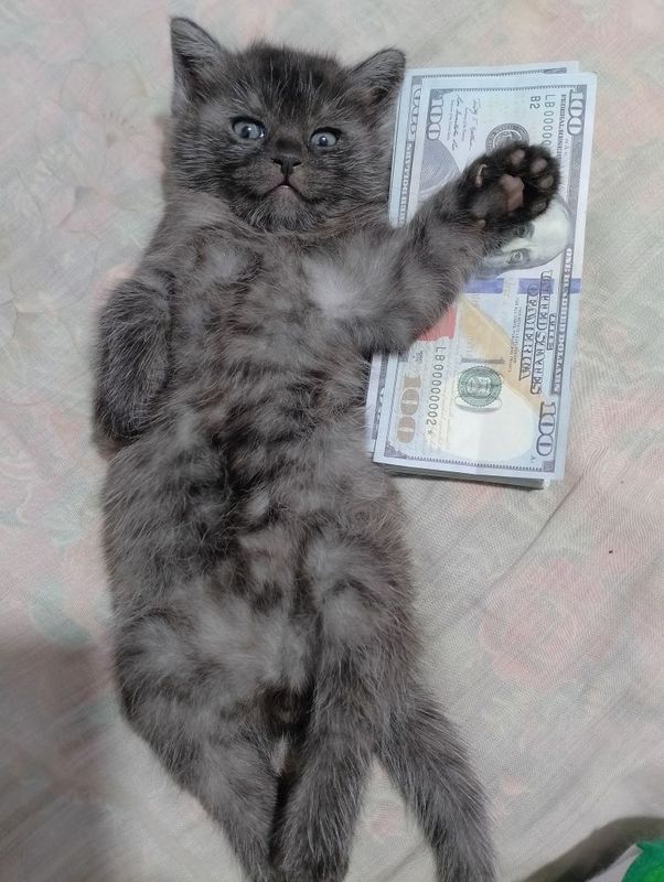 Кошка Турецкая ангора Кошка Турецкая ангора