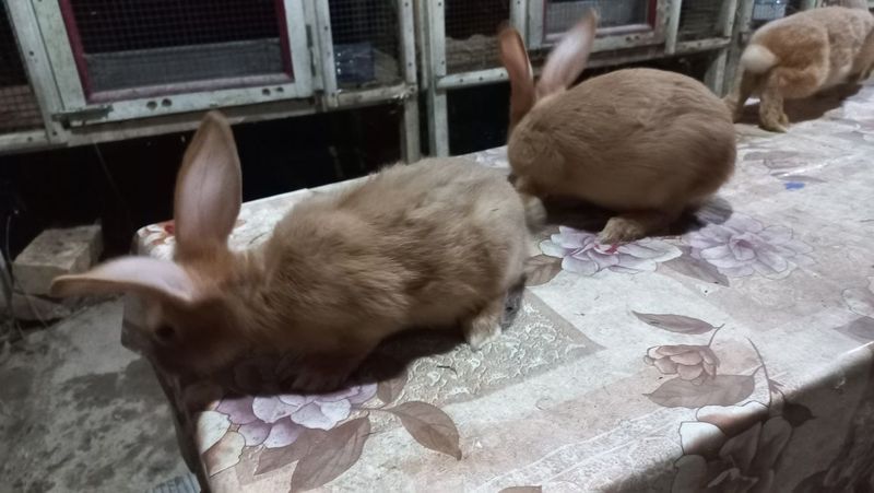 Продаётся крольчата Бургундия. Продаётся крольчата Бургундия.