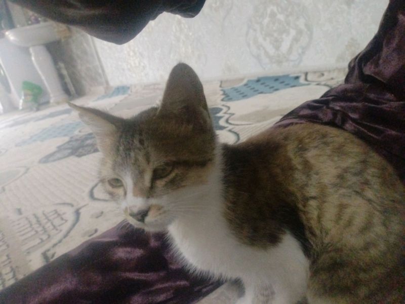 mushuk mushuk