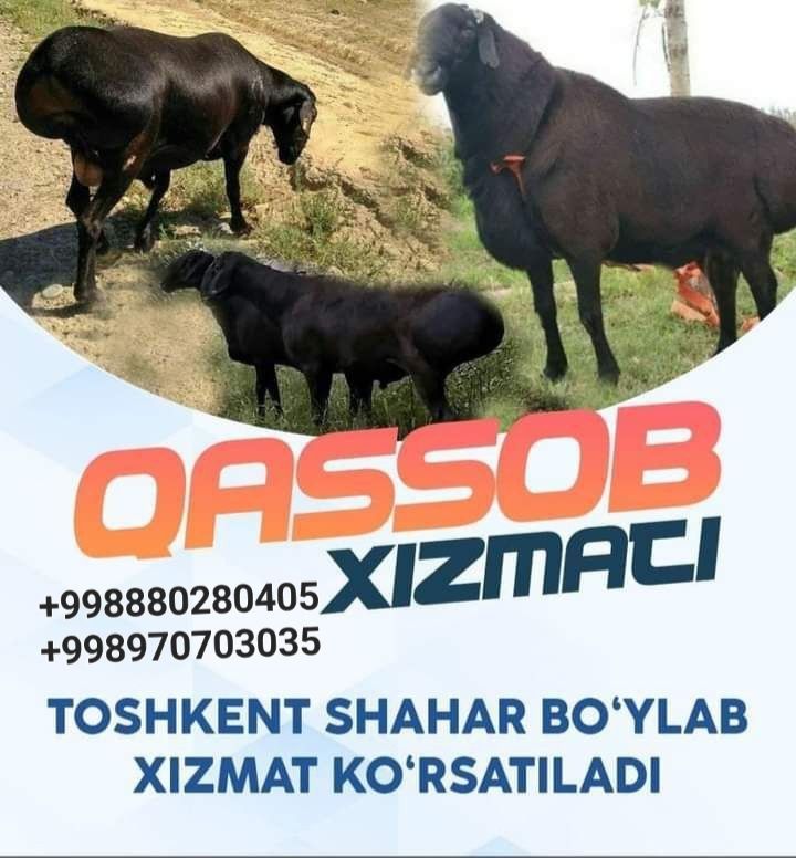 Qassob xizmati qurbon hayitga