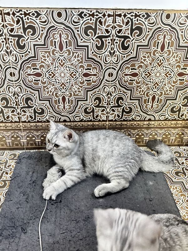 Серебристые котята