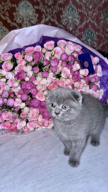 Продается котенок британской породы (очень милый) KITTY pishak mushuk Продается котенок британской породы (очень милый) KITTY pishak mushuk