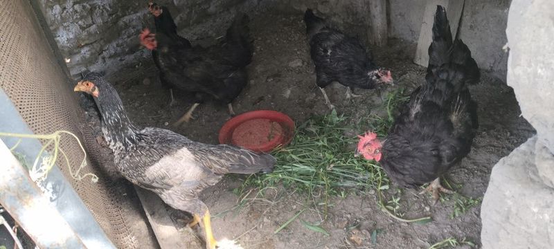 Tovuglar sotiladi