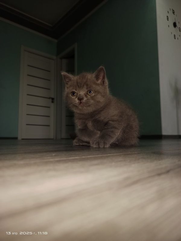 Срочно продам котёночка скоттиш-страйт Срочно продам котёночка скоттиш-страйт