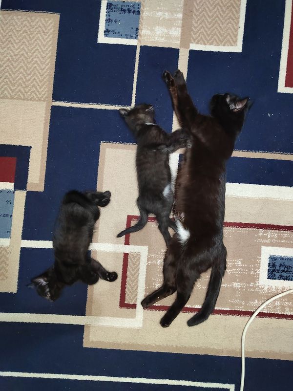 Отдаю котёнка в хорошие руки Отдаю котёнка в хорошие руки