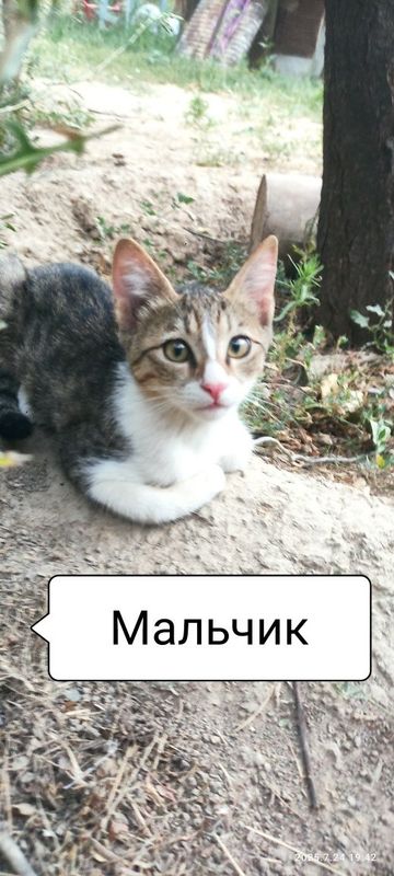 Отдам котёнка в хорошие руки!