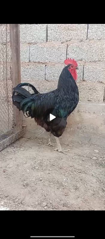 Xoroz sotiladi..