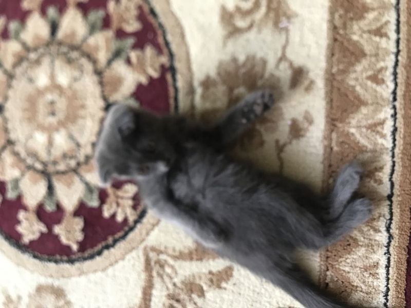 Кошка, (Мушук) сотилади!!! Кошка, (Мушук) сотилади!!!