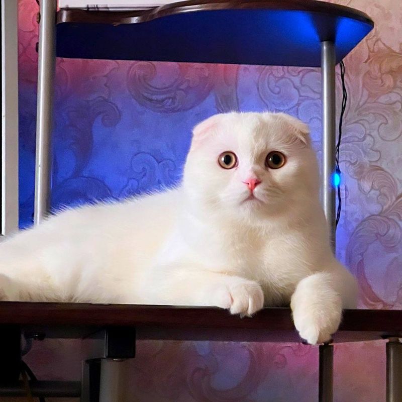 Продаётся кот (Шотландский вислоухий, чисто белый)