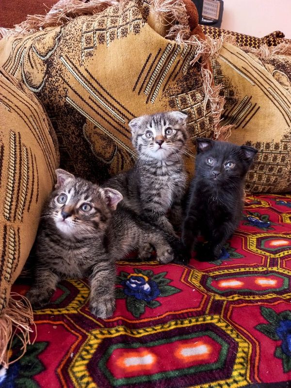 Продаются 2 месячные котята скотиш фолд Продаются 2 месячные котята скотиш фолд