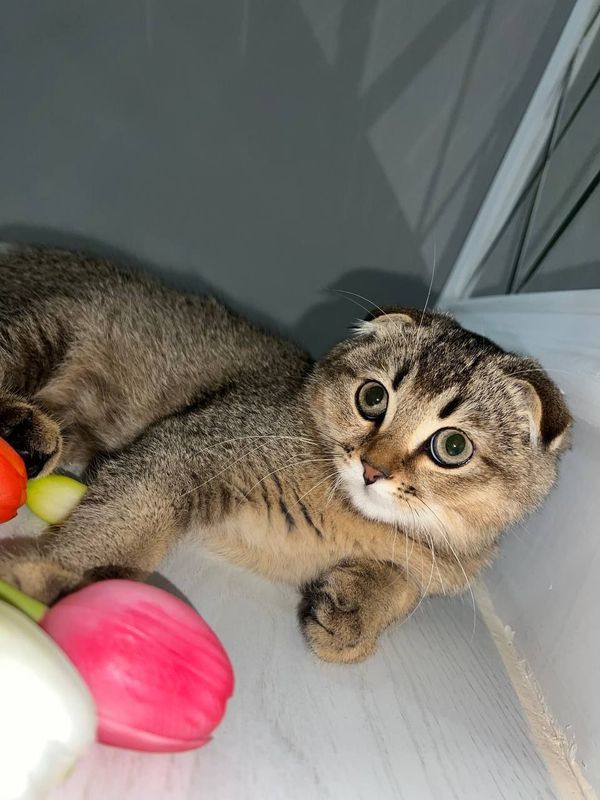 нужна кошка для вязки нужна кошка для вязки