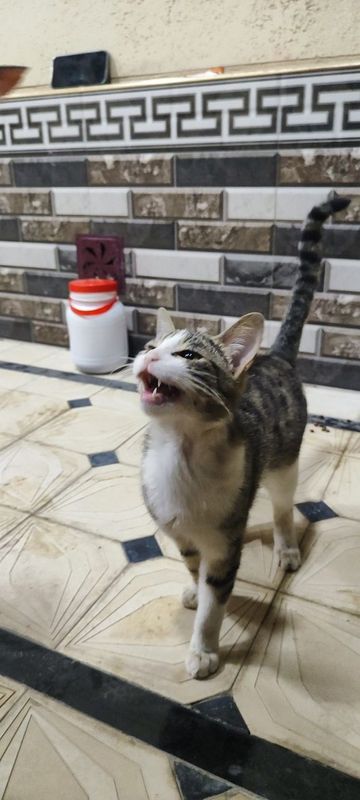 Uy mushugi, Surxondaryo Termiz Uy mushugi, Surxondaryo Termiz