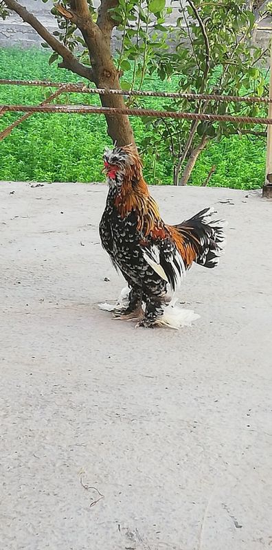 Yapon xorozcha Sotiladi Yapon xorozcha Sotiladi