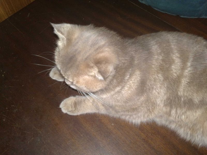 Кошка скотиш фолд, шиншила 1 годик Кошка скотиш фолд, шиншила 1 годик